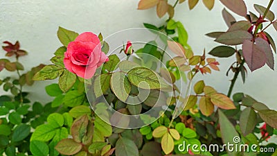 A beautiful red rose blooming in the home garden Stock Photo