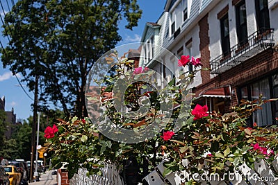 Beautiful Red Rose Bush in a Garden with a Row of Townhouses in Astoria Queens New York during Summer Editorial Stock Photo