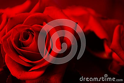 Beautiful red rose in close up with ideal unsullied petals. Ideal for postcard or wallpaper Stock Photo