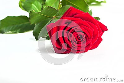 Beautiful Red Rose Flower with stem Isolated on White background. Concept for 8 march wedding with copy space Stock Photo