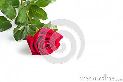 Beautiful Red Rose Flower with stem Isolated on White background. Concept for 8 march wedding with copy space Stock Photo