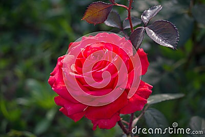 Beautiful red rose in the garden Stock Photo