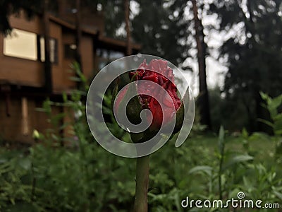 Beautiful red rose in garden. Stock Photo