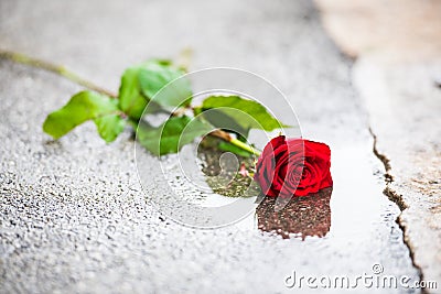 Beautiful red rose with green leaves left on the street in a puddle Stock Photo