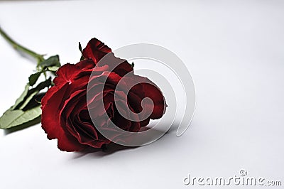 Beautiful red rose isolated on a white background.Copy space Stock Photo