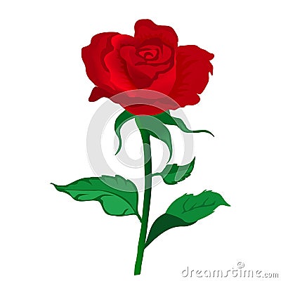 Beautiful red rose isolated on white. Vecto Vector Illustration