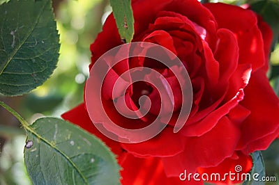 Beautiful red rose with leaves in close-up Stock Photo
