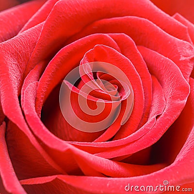 Beautiful red rose. Perfect background for a greeting card Stock Photo