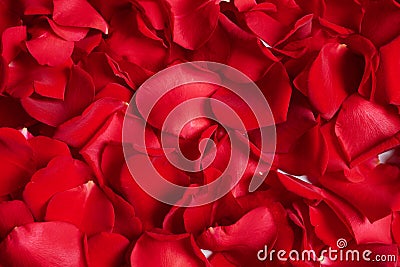 Beautiful red rose petals as background Stock Photo