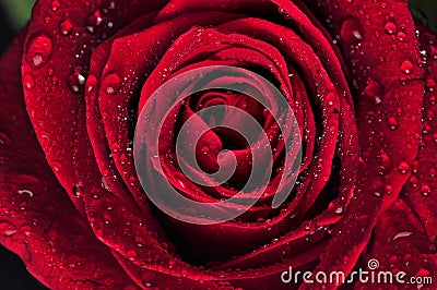 Beautiful red rose with rain drops Stock Photo