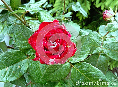 Beautiful red rose with rain drops Stock Photo