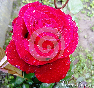 Red rose with rain drops Stock Photo