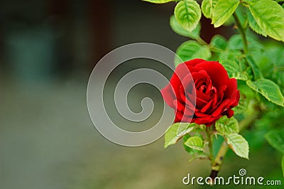 Beautiful red rose. Stock Photo