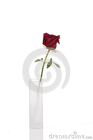 Beautiful red rose in tall white vase Stock Photo
