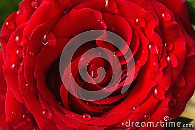 Beautiful red rose with water drops as a background Stock Photo