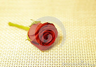 A beautiful red rose on yellow background Stock Photo