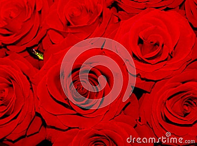 Beautiful Red roses shining at our eyes Stock Photo