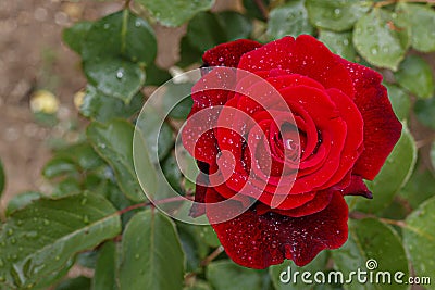 Beautiful Red Roses in Spring Blossom Stock Photo
