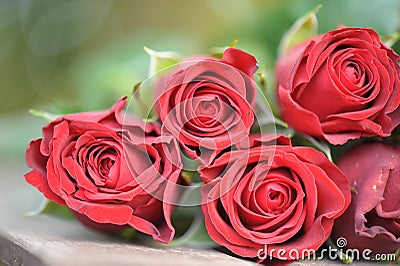 Beautiful red roses, on the right day for the woman in your heart, whom you love more than anything and who owe so much Stock Photo