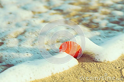 Beautiful red round sea shell on shore beach sand washed by foamy sea water in golden sunlight. Summer vacation travel wanderlust Stock Photo