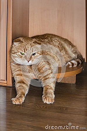 Beautiful Red Scottish Fold cat resting on the corner of the semicircular bottom shelf of the cabinet Stock Photo