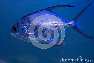 Beautiful red sea fish. Marine background. Aquarium Stock Photo