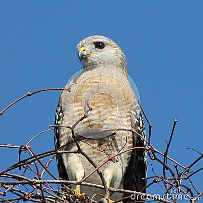 Beautiful Red Shouldered Hawk perched on top of a big pile of dried vines. Stock Photo