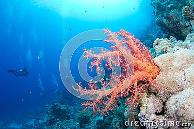Beautiful red softcoral and diver Stock Photo