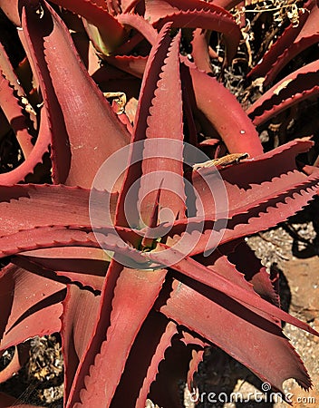 Beautiful Red Spiky Cactus Succulent Plant Rare Stock Photo