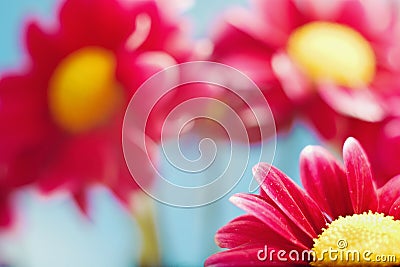 Beautiful red spring chrysanthemum flowers Stock Photo