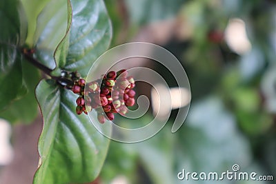 beautiful Red spring crocus-Buds of crown flower-Kalanchoe Queen flower buds on its plant in the garden-small buds in sunlight Stock Photo