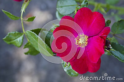 Beautiful Red Tea Rose Blazing in the Summer Sun Stock Photo