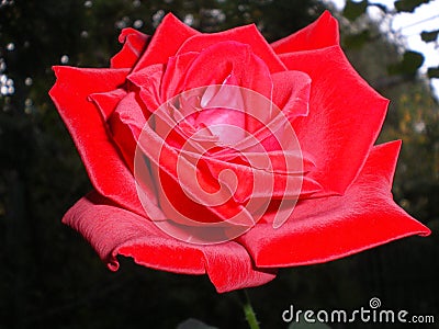 Beautiful red tea rose blooming in summer in a garden close up Stock Photo