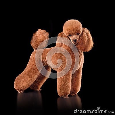 Beautiful red toy poodle Stock Photo