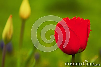 Red Tulip Stock Photo