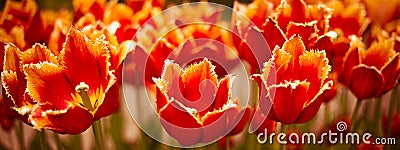 Beautiful red tulips growing in the flowerbed Stock Photo