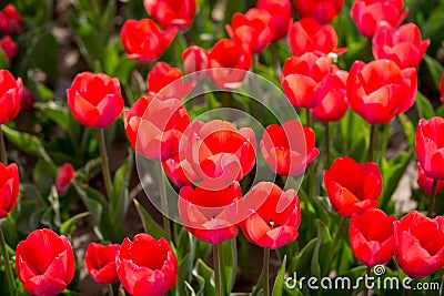 Beautiful red tulips in nature Stock Photo