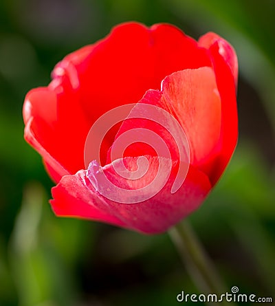 Beautiful red tulips in nature Stock Photo