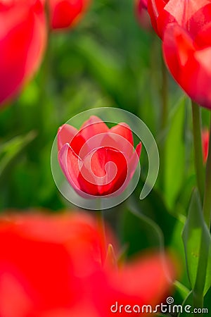 Beautiful red tulips in nature Stock Photo