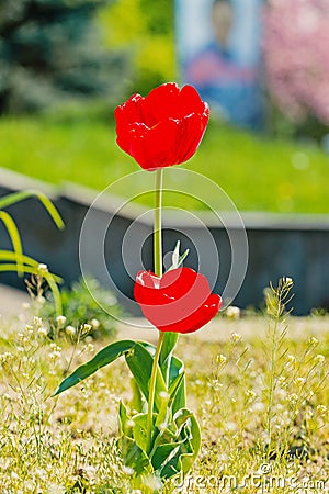 Beautiful red tulips in park in nature, spring landscape Stock Photo