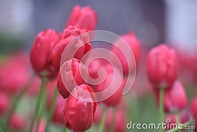 Beautiful red tulips in the spring garden Stock Photo