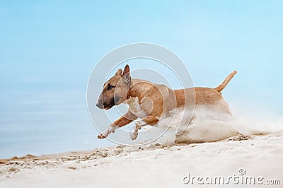 Beautiful red and white dog breed mini bull terrier running along the beach Stock Photo