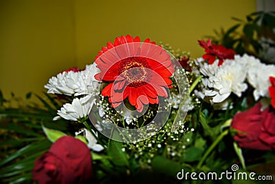 Beautiful red and white flowers making your home more cozy. Stock Photo