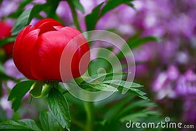 Beautiful Red Wild Peony Spring Flower Plant- Paeonia peregrina Stock Photo