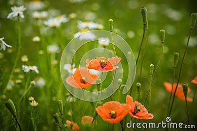 Beautiful, red, wild poppies blossoming in the meadow. Stock Photo