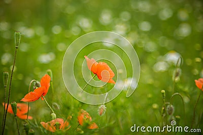 Beautiful, red, wild poppies blossoming in the meadow. Stock Photo