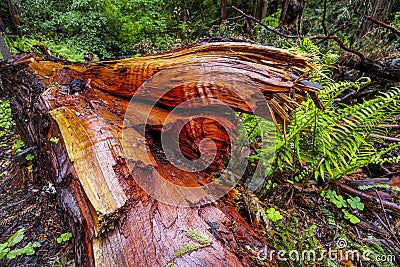 The beautiful red wood of the Western Red Cedar Tree Stock Photo