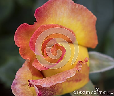 Beautiful red and yellow rose bud just about to unfold Stock Photo