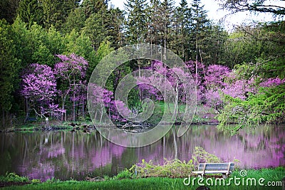 Beautiful redbuds blooming in the spring at The Morton Arboretum in Lisle, Illinois. Stock Photo