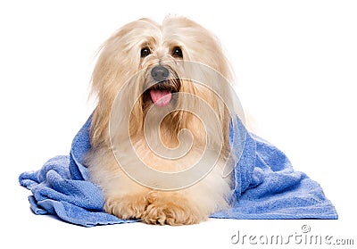 Beautiful reddish havanese dog after bath lying in a blue towel Stock Photo